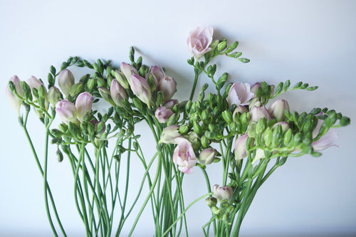 FREESIA / PER BUNCH