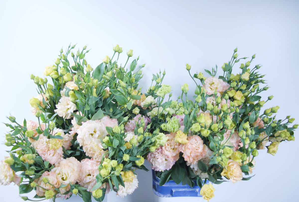 LISIANTHUS / PER BUNCH