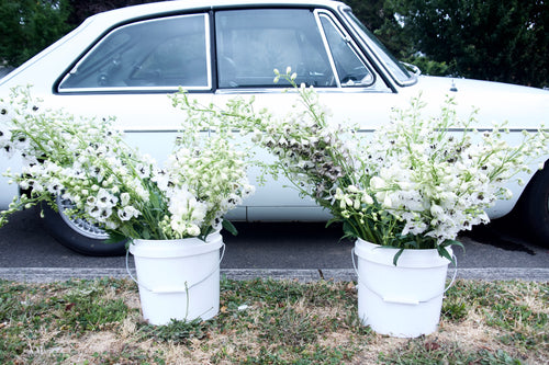 DELPHINIUM / PER BUNCH