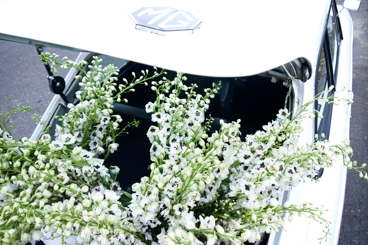 DELPHINIUM / PER BUNCH
