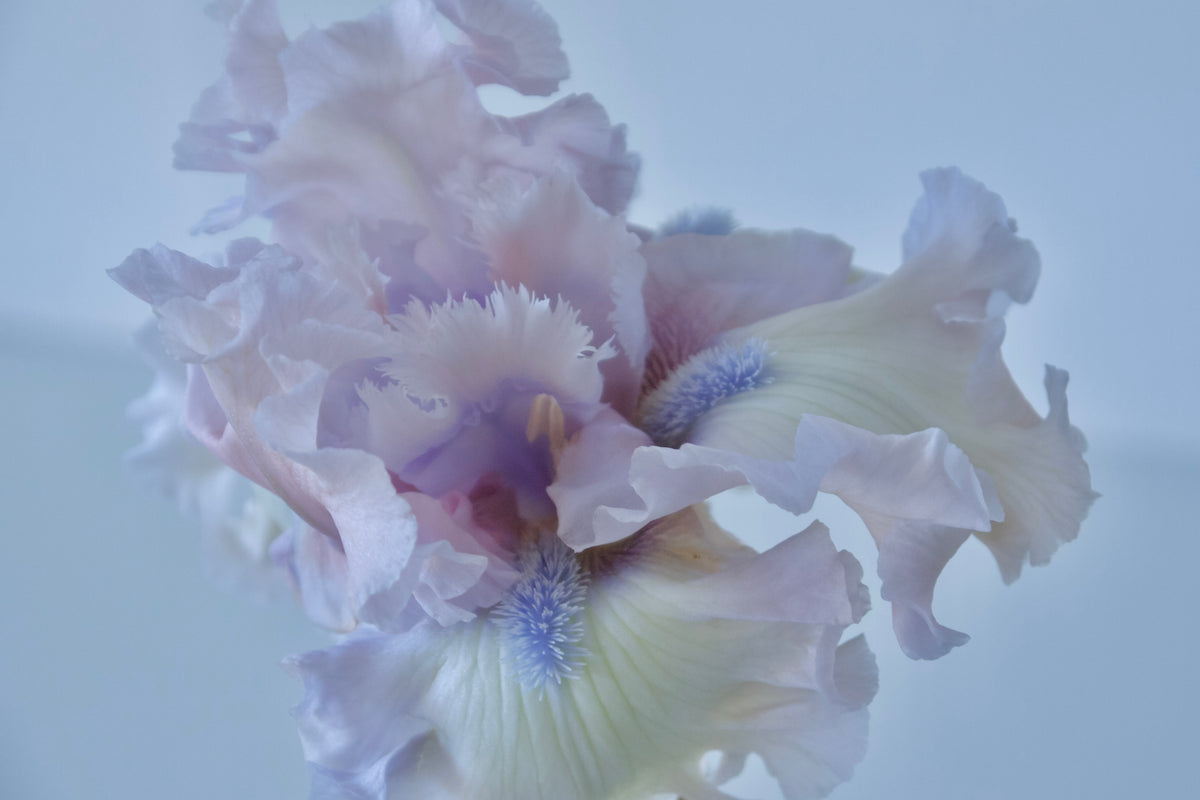 BEARDED IRIS