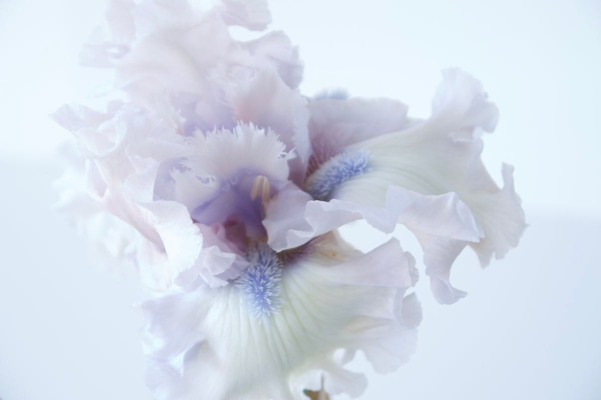 BEARDED IRIS