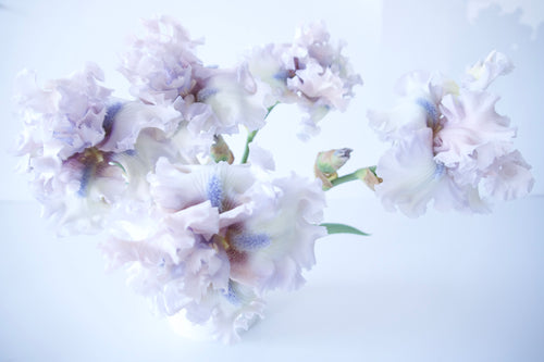 BEARDED IRIS
