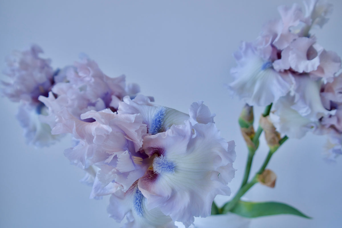 BEARDED IRIS