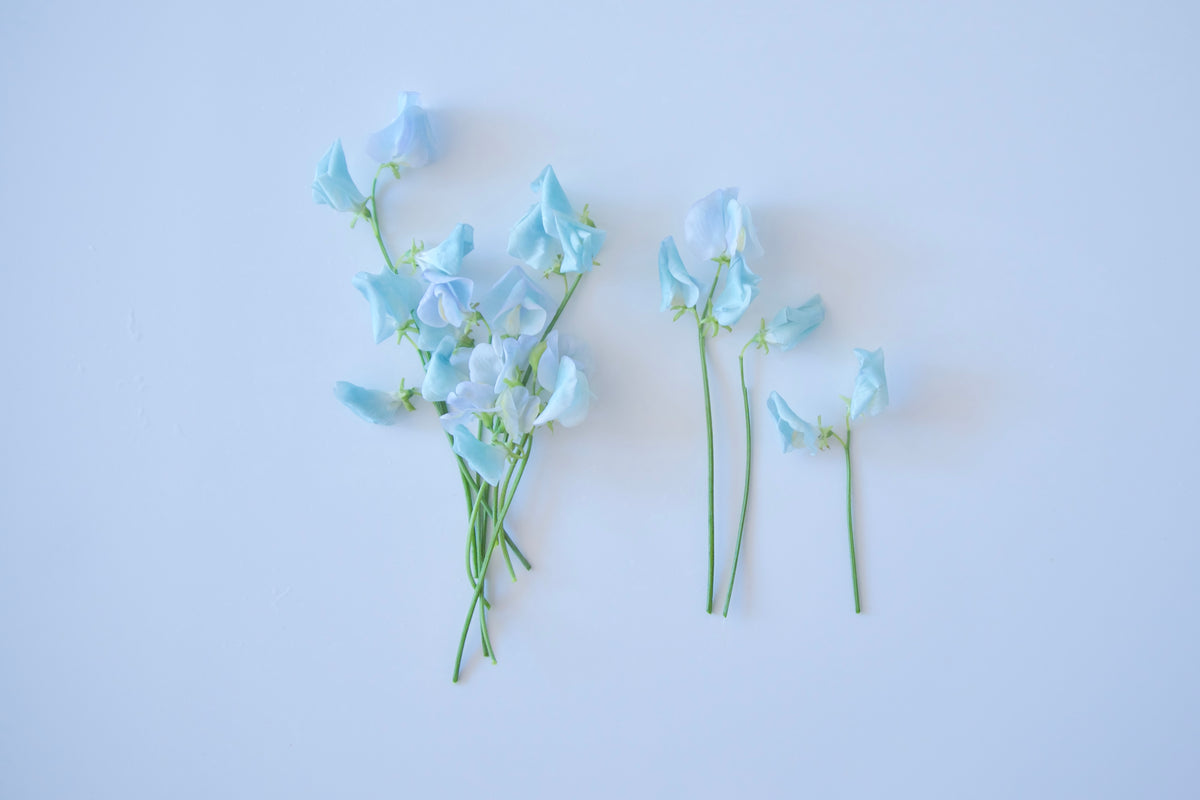 SWEET PEAS / PER BUNCH