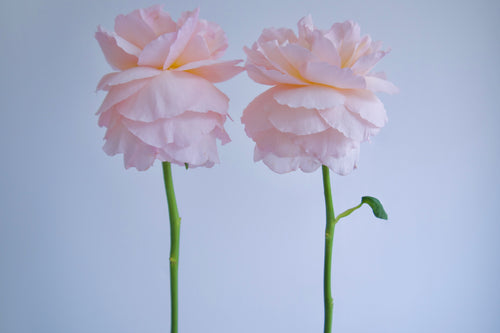 GARDEN ROSES / PER BUNCH