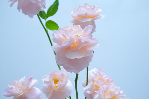GARDEN ROSES / PER BUNCH