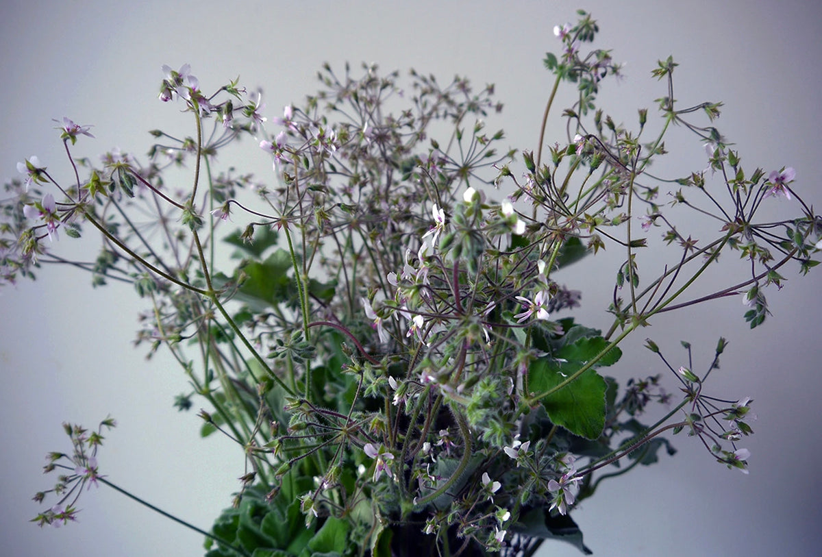 SCENTED GERANIUM / PER POT