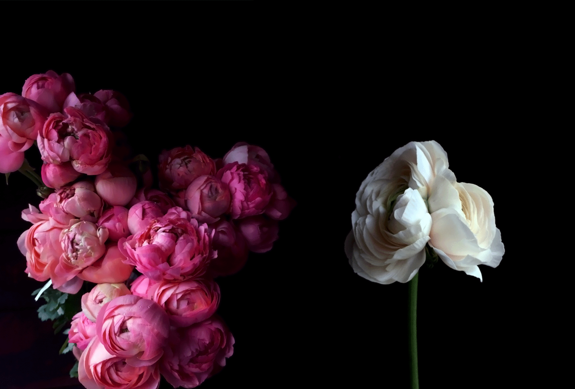 RANUNCULUS / PER BUNCH