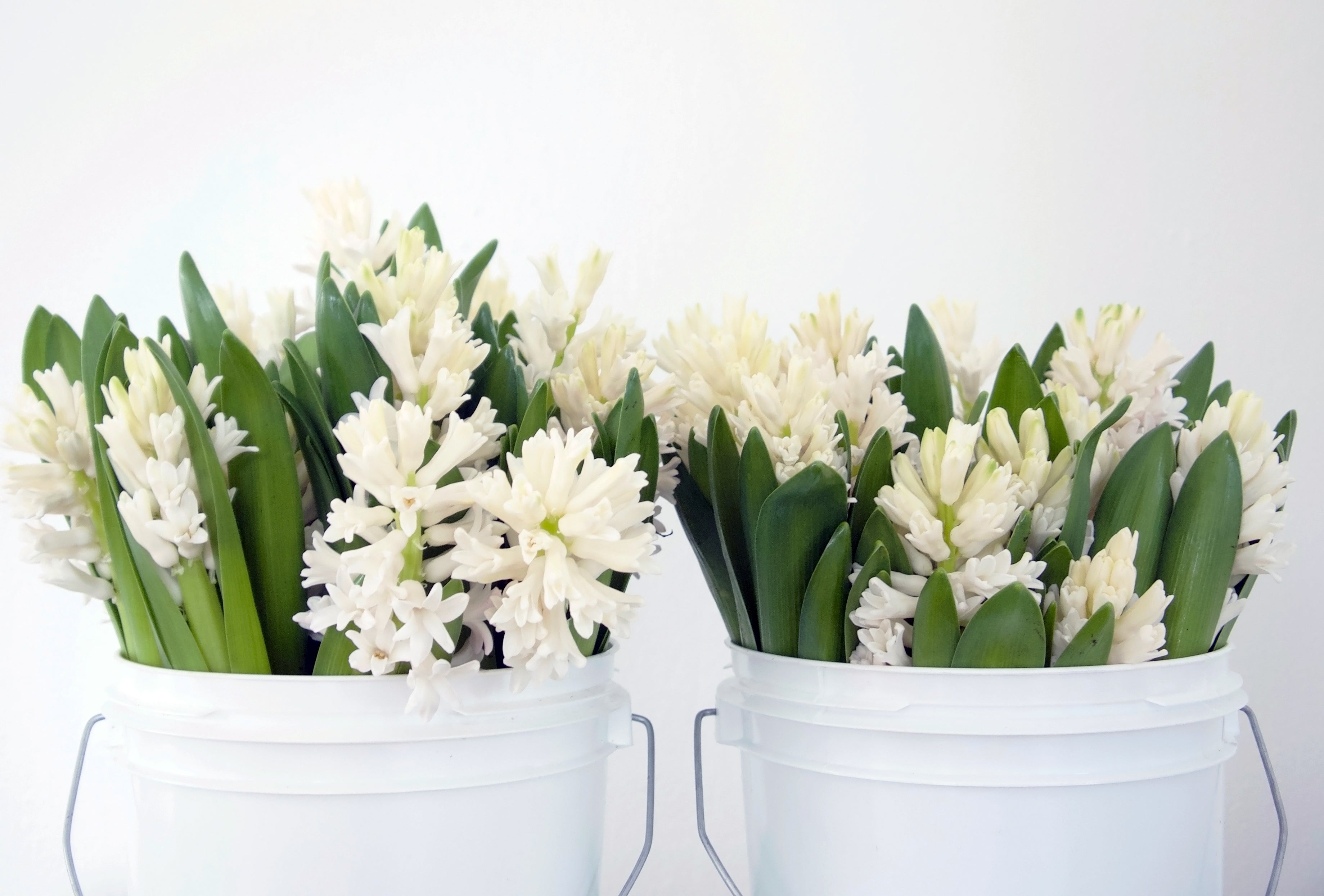 Hyacinth. Same day flower delivery Vancouver Washington and Portland Oregon. Best flower delivery Fieldwork flowers.