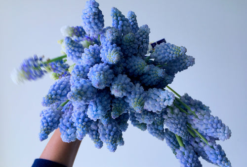 MUSCARI / PER BUNCH