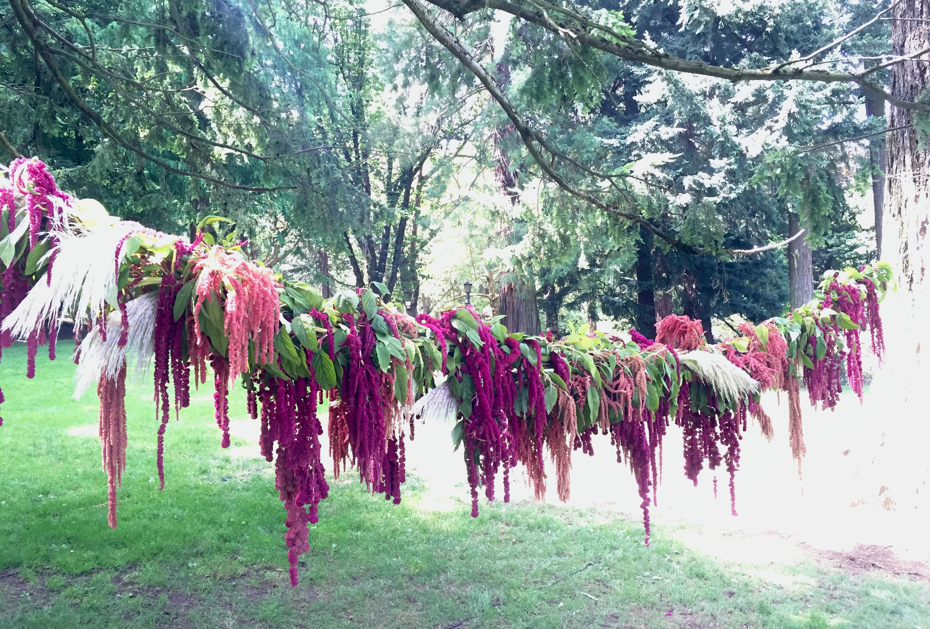 hanging amaranthus plant AMARANTH GARLAND – FIELDWORK