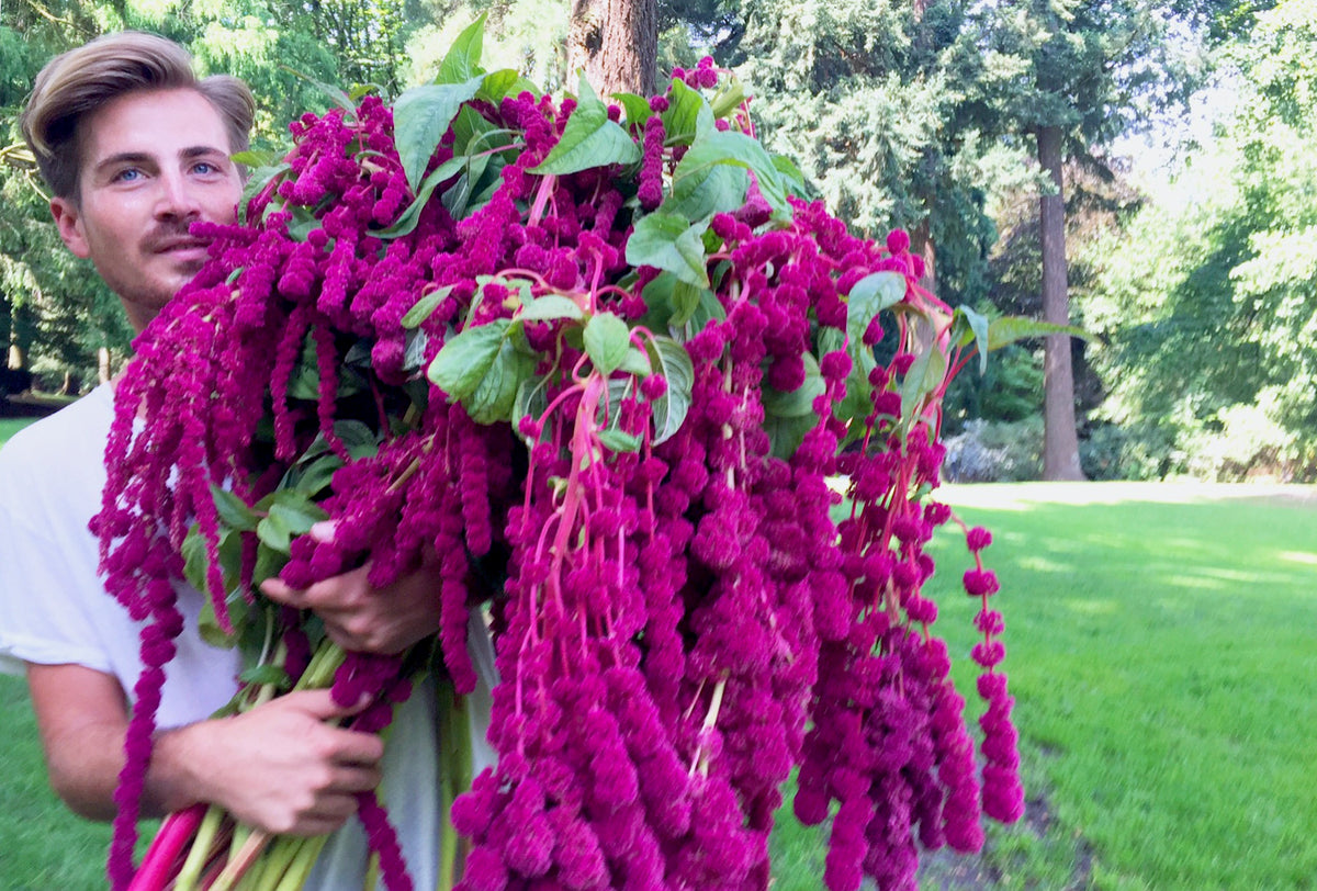 Hanging Amaranth Garland. Wedding Florist.