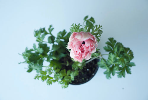 ANEMONES / PER POT