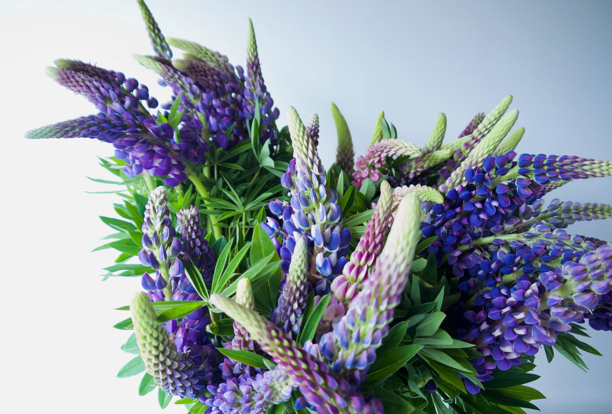 LUPINE / PER BUNCH