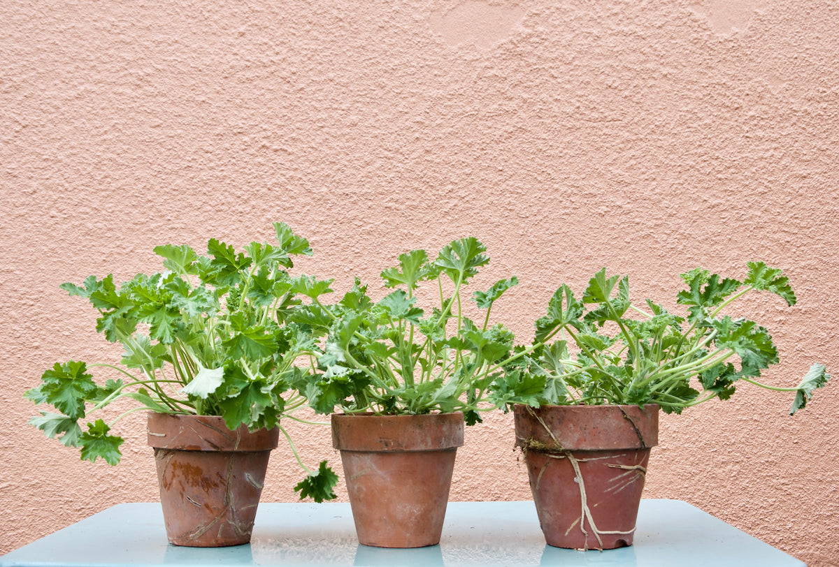 SCENTED GERANIUM / PER POT