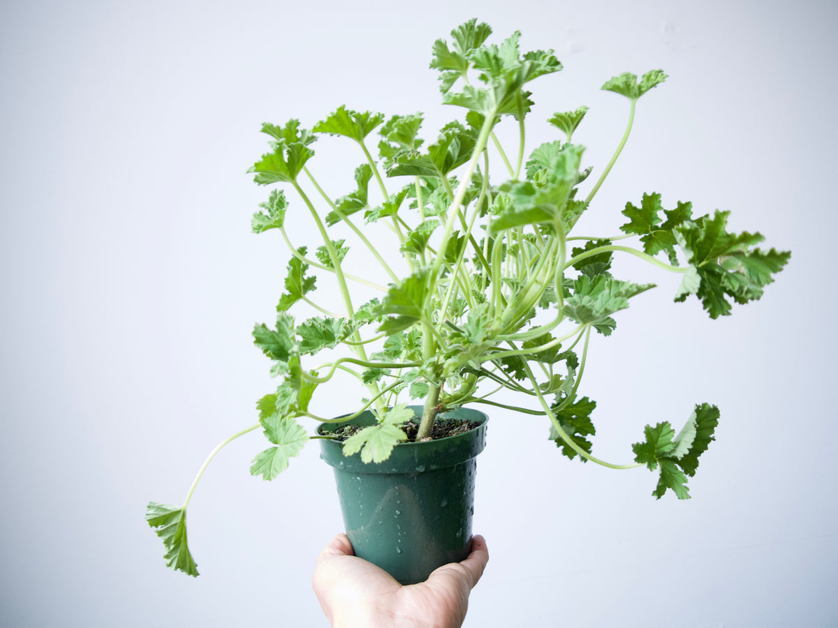 SCENTED GERANIUM / PER POT