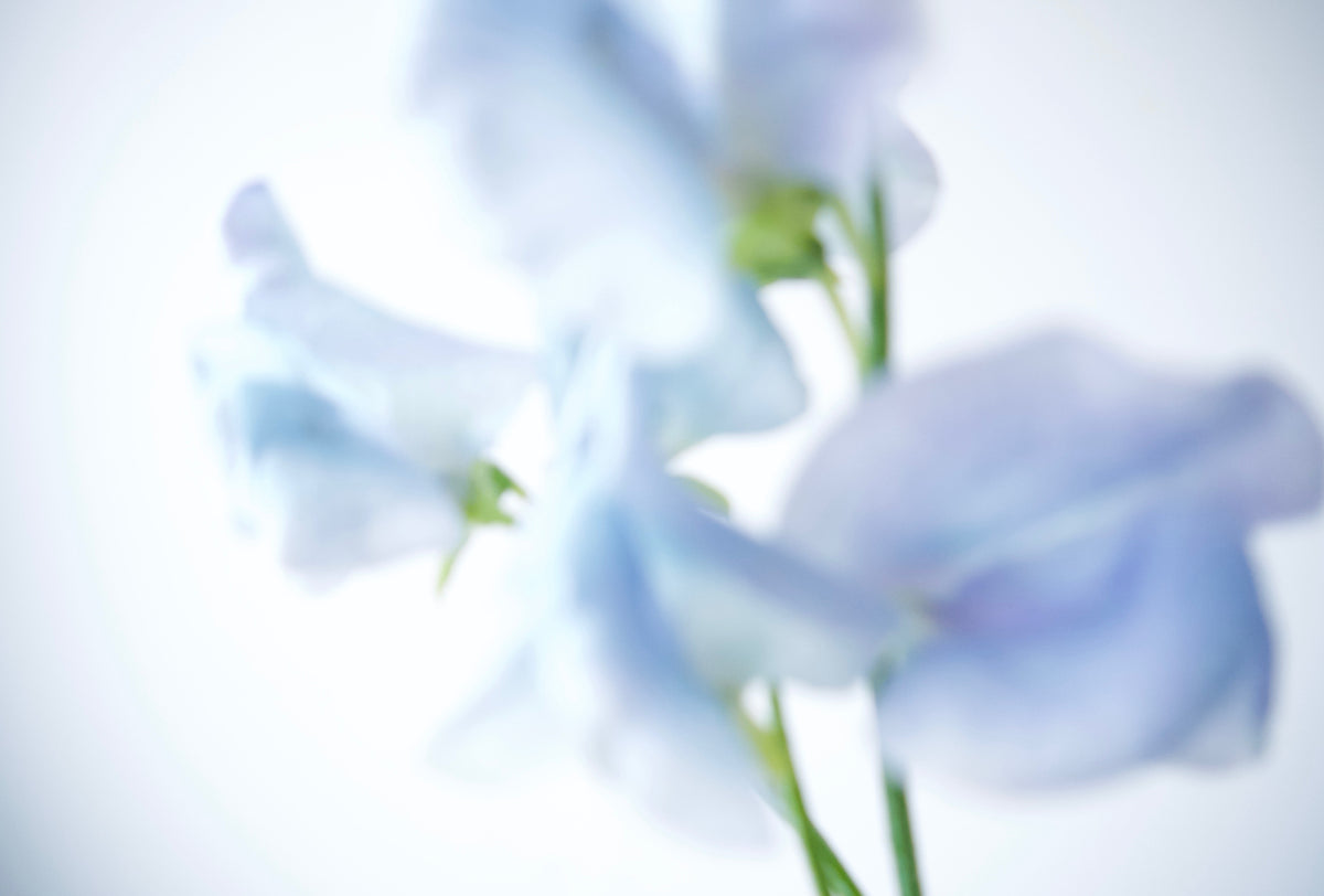 SWEET PEAS / PER BUNCH