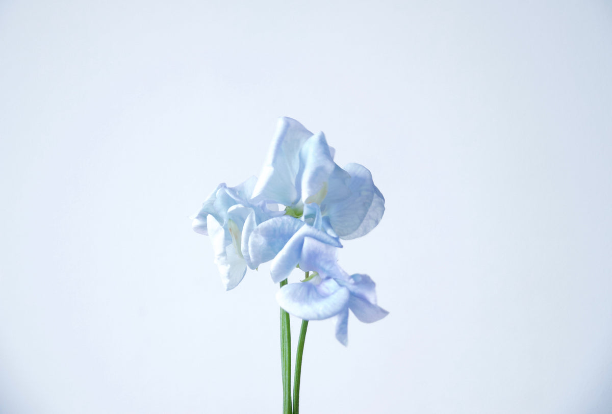 SWEET PEAS / PER BUNCH