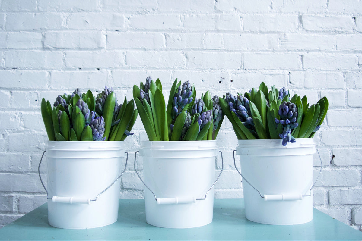 Hyacinth. Same day flower delivery Vancouver Washington and Portland Oregon. Best flower delivery Fieldwork flowers.