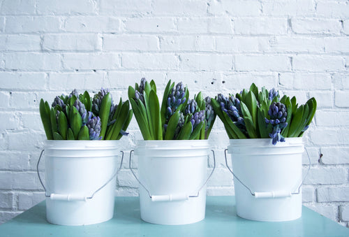 Hyacinth. Same day flower delivery Vancouver Washington and Portland Oregon. Best flower delivery Fieldwork flowers.