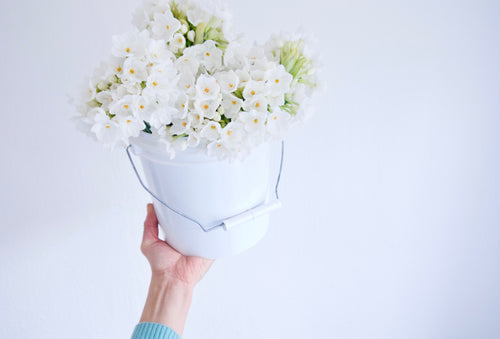 NARCISSUS / PER BUNCH