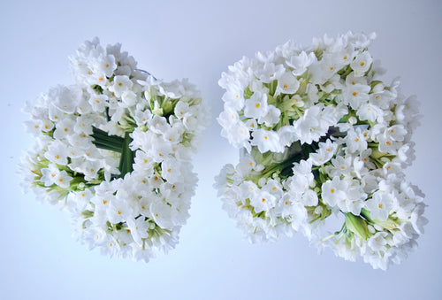 NARCISSUS / PER BUNCH