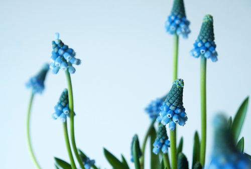 GRAPE HYACINTH / PER POT