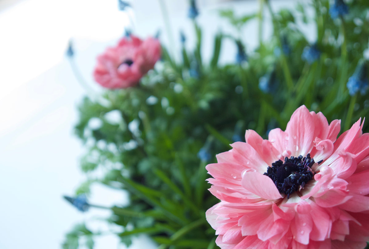 ANEMONES / PER POT