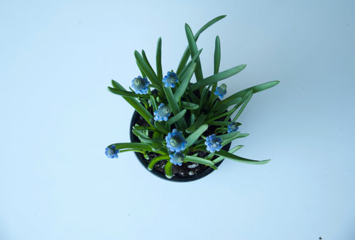 GRAPE HYACINTH / PER POT