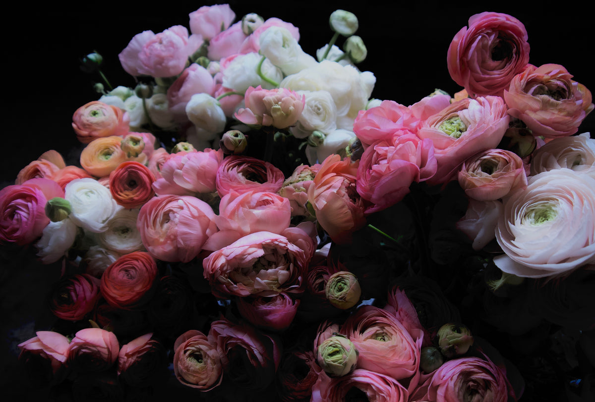 RANUNCULUS / PER BUNCH