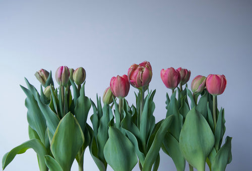 Tulips. Send Plants Vancouver Washington. Plant Delivery Portland Oregon