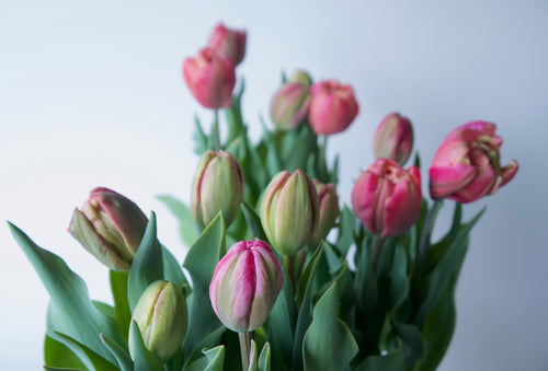 Tulips. Send Plants Vancouver Washington. Plant Delivery Portland Oregon