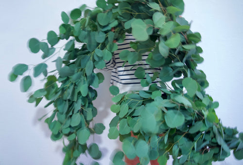 Eucalyptus Wreath | Send Wreaths Online