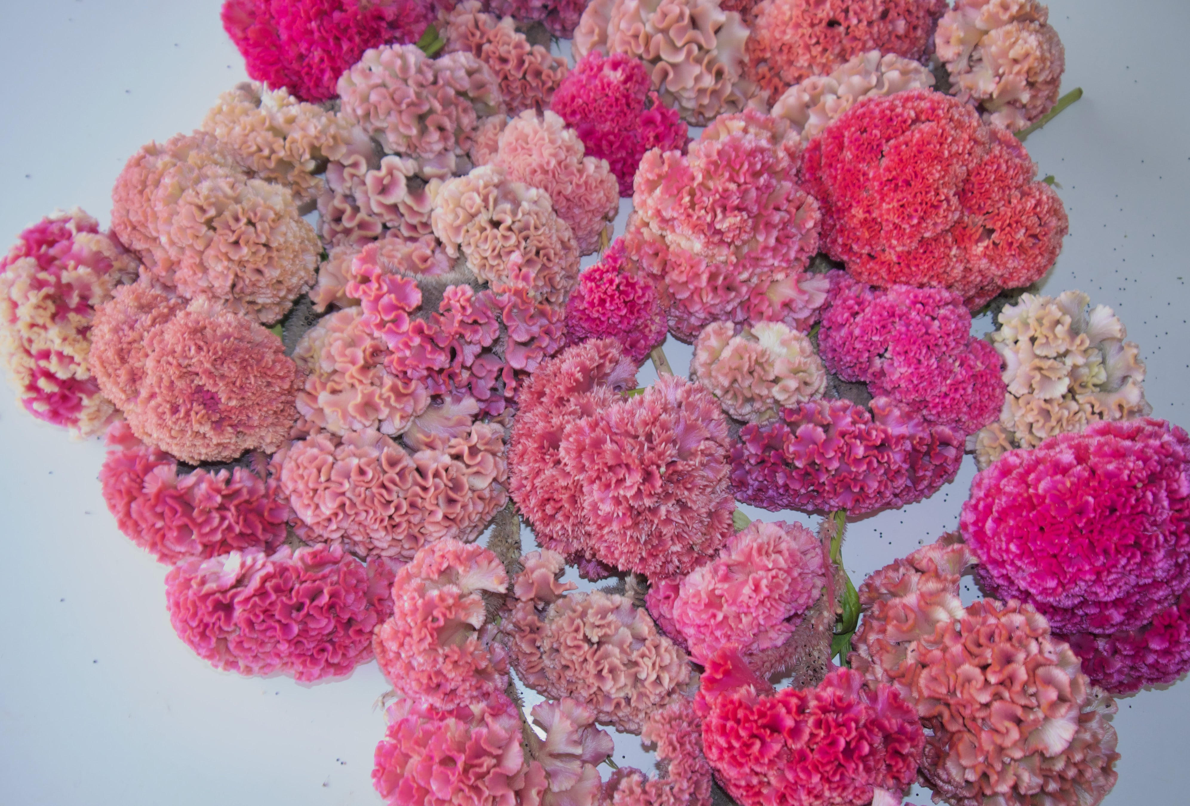 Coxcomb COXCOMB WREATH – FIELDWORK