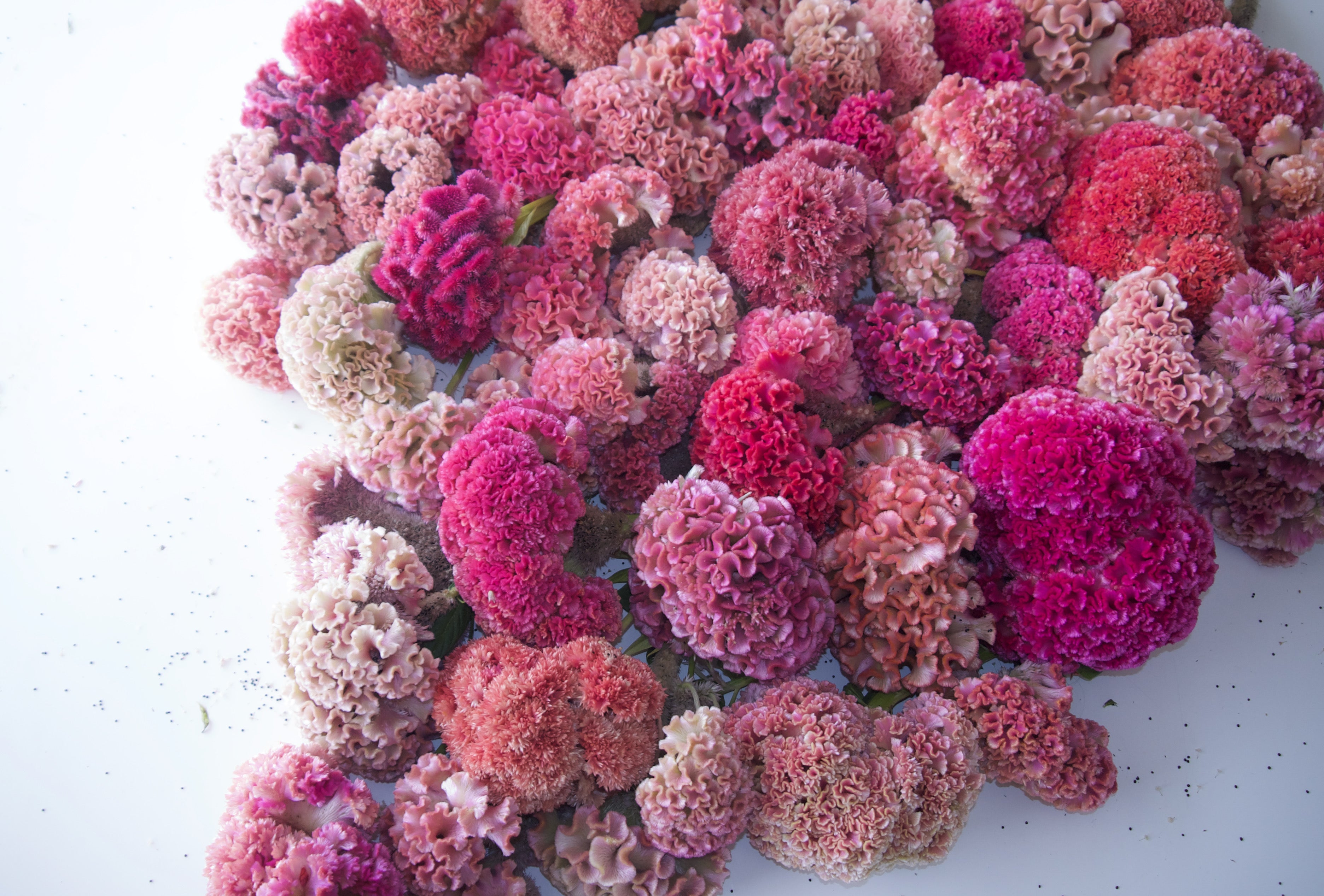 Coxcomb COXCOMB WREATH – FIELDWORK