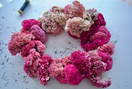COXCOMB WREATH