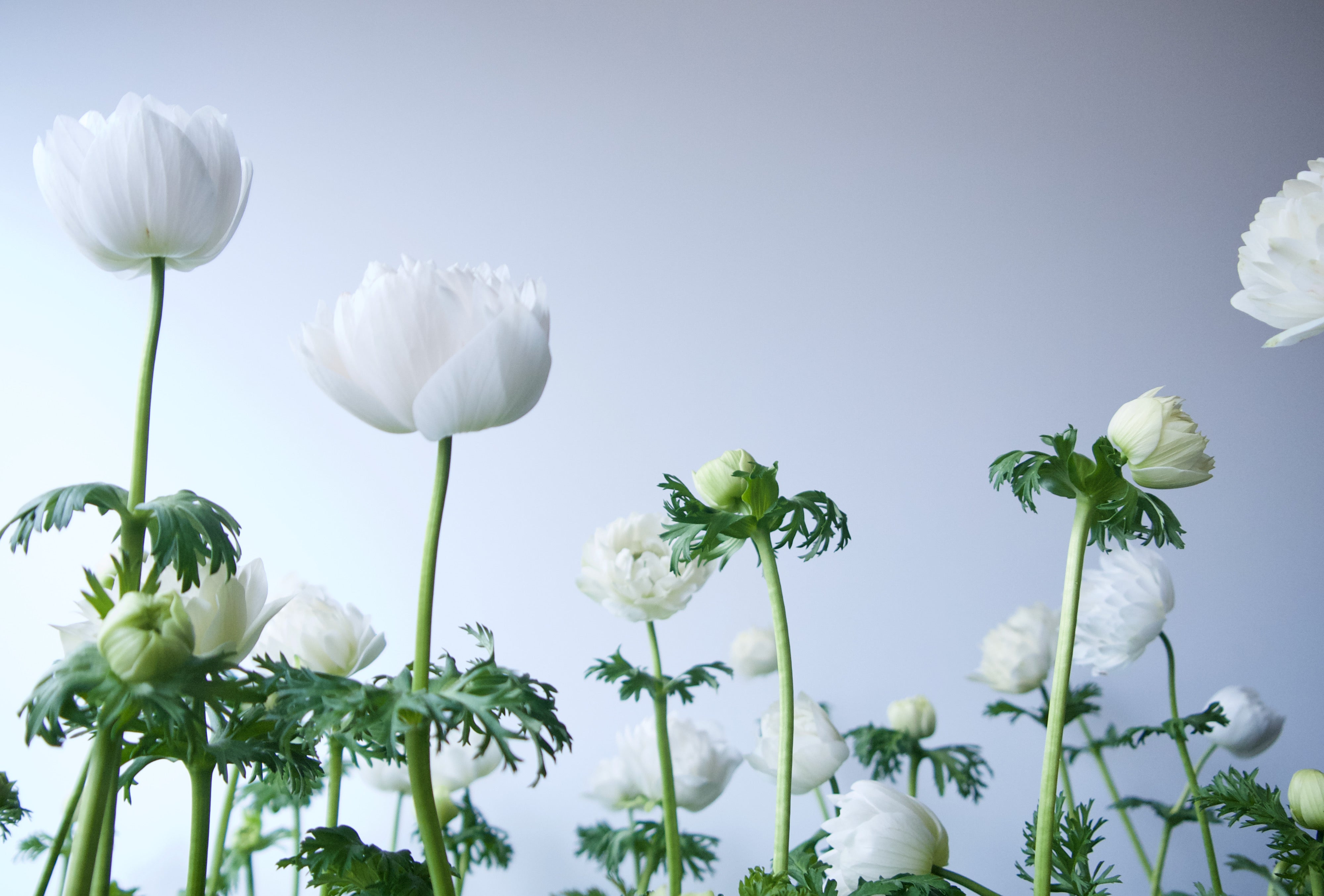 anemone potted plant ANEMONES / PER POT – FIELDWORK