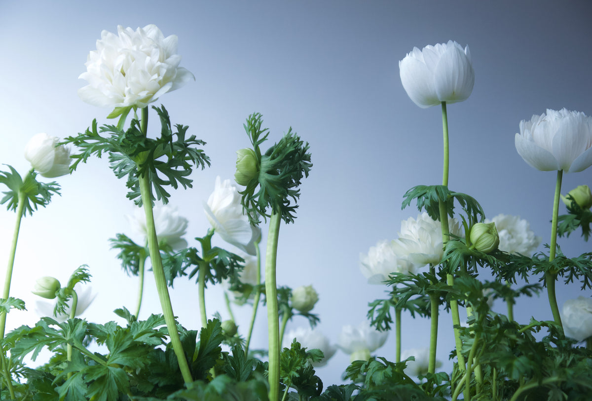 ANEMONES / PER POT