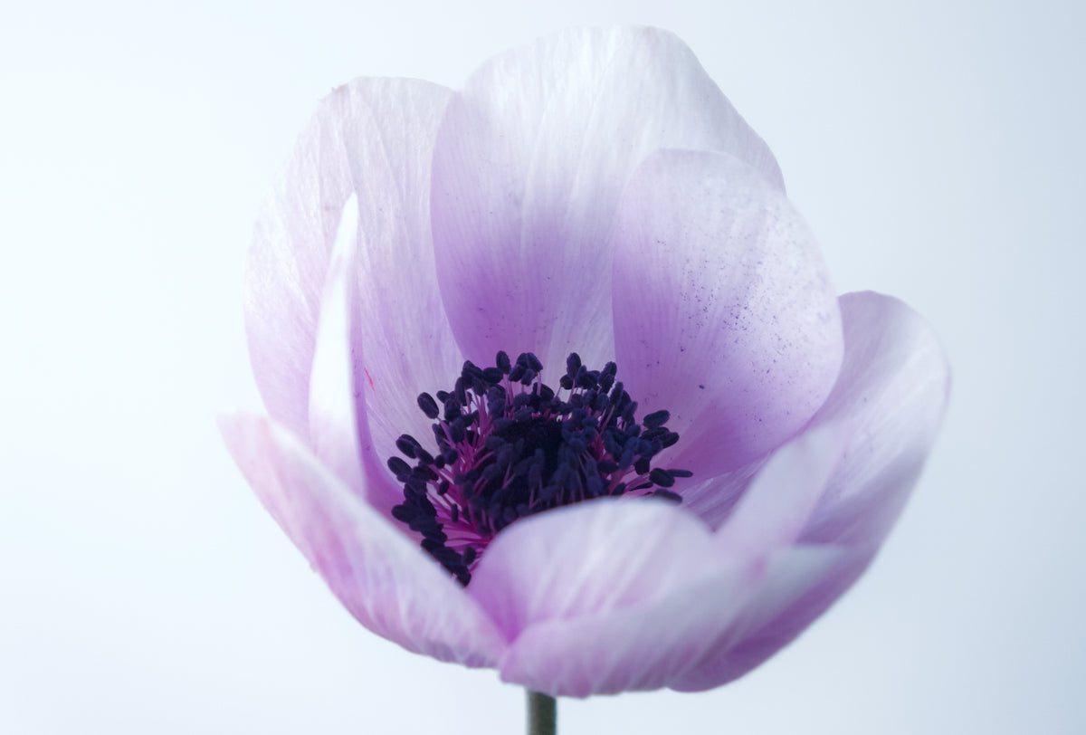 ANEMONES / PER POT