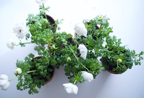 PLANT IN VINTAGE TC