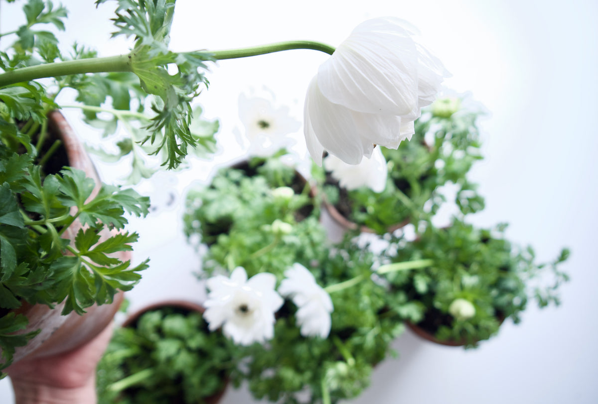 PLANT IN VINTAGE TC