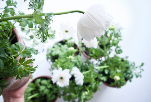 PLANT IN VINTAGE TC