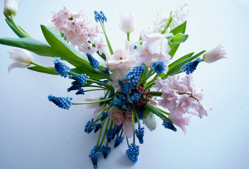 MUSCARI / PER BUNCH