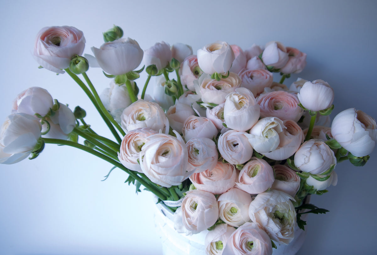 RANUNCULUS / PER BUNCH