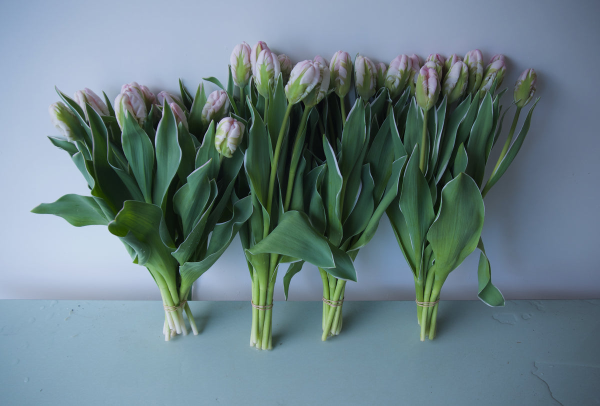 Tulips. Fieldwork-style Flowers | Send Flowers Vancouver WA., Portland, OR., Nationwide. 