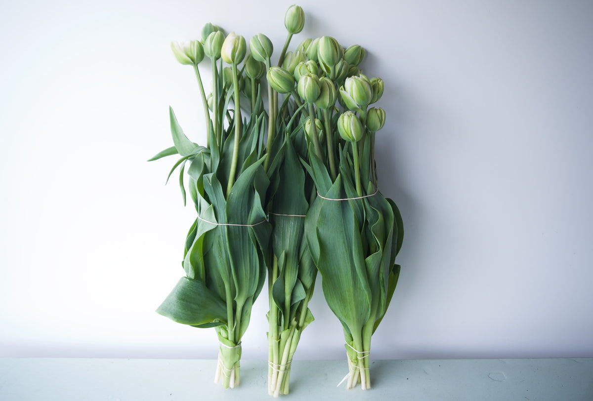 Tulips. Fieldwork-style Flowers | Send Flowers Vancouver WA., Portland, OR., Nationwide. 