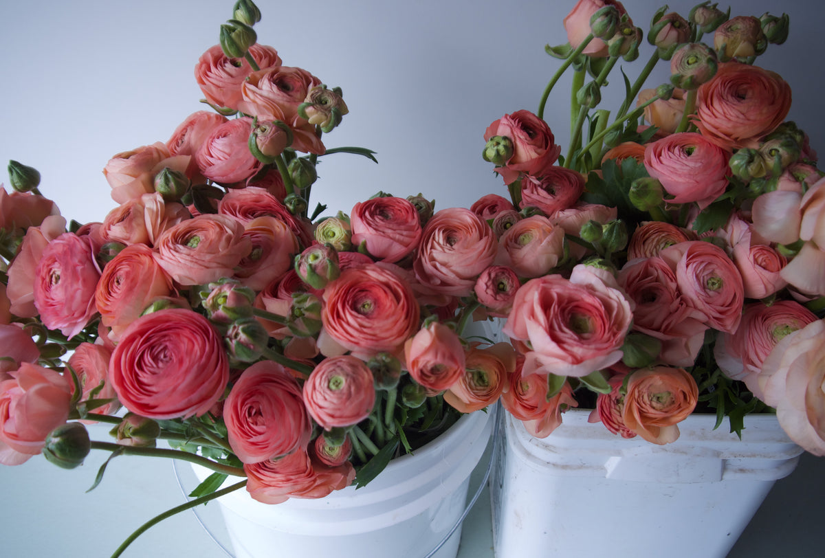 RANUNCULUS / PER BUNCH
