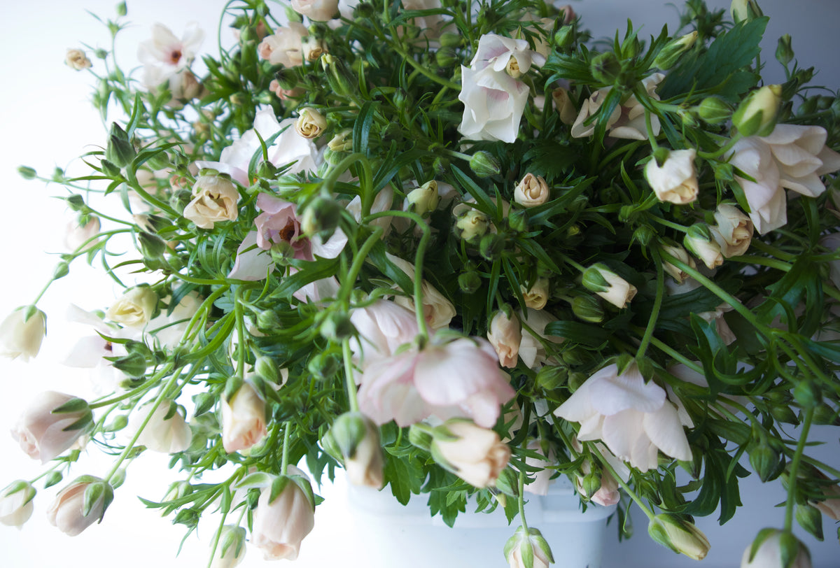 Butterfly Ranunculus. Fieldwork-style Flowers | Send Flowers Vancouver WA., Portland, OR., Nationwide. 