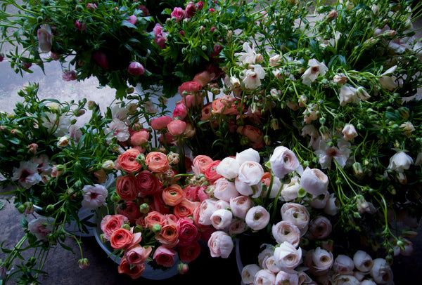 BUTTERFLY RANUNCULUS / PER BUNCH – FIELDWORK